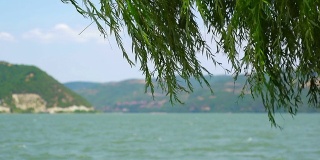 多瑙河的夏天有柳树