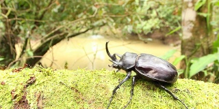 雄性犀牛甲虫