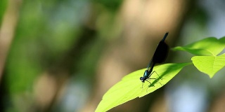树枝上的蓝蜻蜓