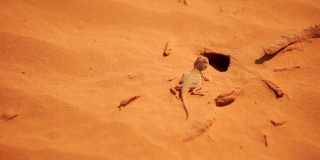 蜥蜴在沙漠