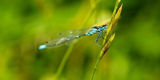 草上的蜻蜓，特写