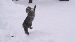 慢镜头:猫在抓雪球视频素材模板下载