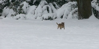 狗在雪中奔跑