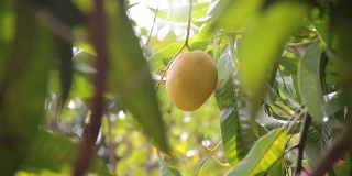成熟的芒果水果