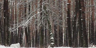 冬季森林。雪花从公园的树上飘落。