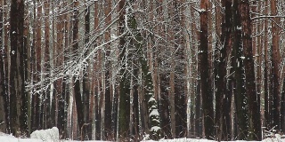 冬天公园(森林)的树上飘落了很多雪。