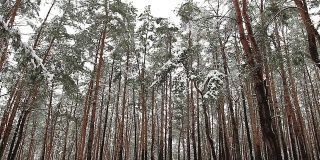 冬季公园，森林里的树木。