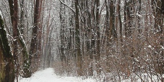冬季公园的小路。雪从森林的树上飘落下来。
