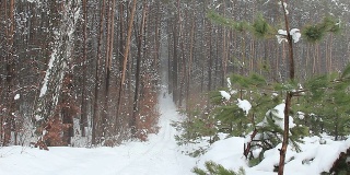 一个滑雪者正在远离我们的冬季森林里滑雪。