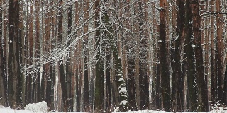冬天公园(森林)里的雪从树上飘落，慢镜头