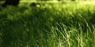 Forest_Wind_in_Grass_HD