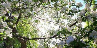 阳光穿过开花的苹果树枝