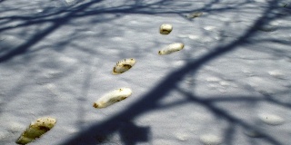 新雪上的脚印