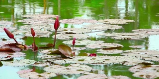 下雨时公园池塘上的花
