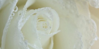 湿的白玫瑰