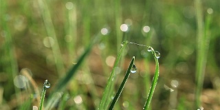 绿草带着水滴