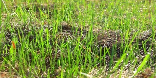 绿色的草。多莉拍摄