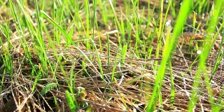 绿色的草与缓慢的镜头运动。多莉拍摄