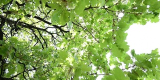 HD CRANE:美丽的树顶阳光穿过树枝