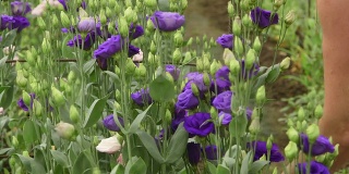 温室里的紫花苜蓿