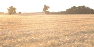 夕阳中的大麦田