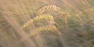 阳光下的大麦作物