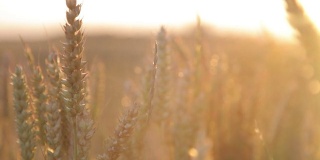 小麦收获，用阳光照耀
