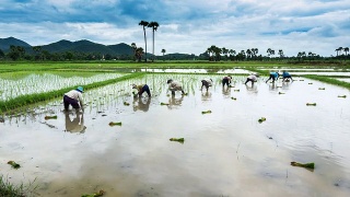 一名农民在泰国的农场种植水稻视频素材模板下载