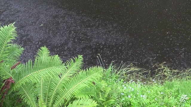 湖水和海岸蕨类植物上的夏雨