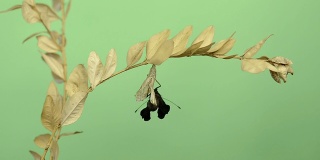 欧洲的孔雀蝴蝶从茧中孵化出来，绿色的钥匙
