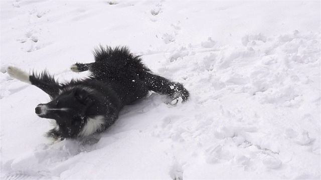 慢动作:狗在新雪中打滚
