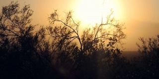 沙漠刷Silohuette对朦胧的日落