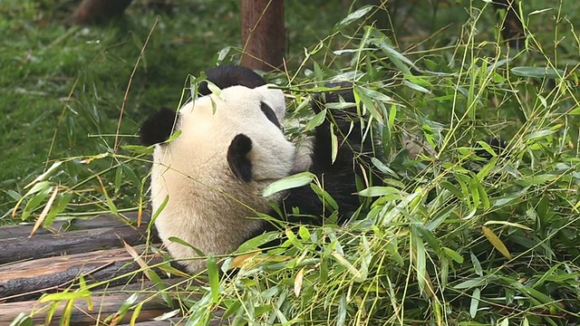 懒的熊猫