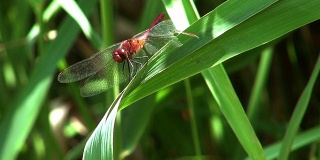 红色的蜻蜓