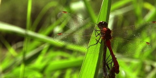 自然界中的两只蜻蜓