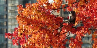 秋树苍鹭，温哥华