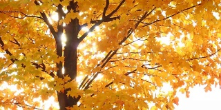 秋天的枫树