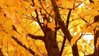 秋天的枫树视频素材模板下载