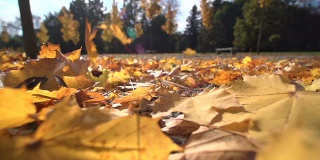 秋天落在地上的枫叶，特写