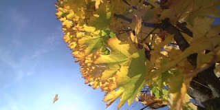 慢镜头:秋天的枫树，特写