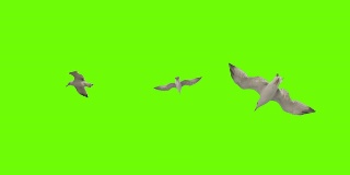 海鸥在绿色屏幕上飞翔。包三种。