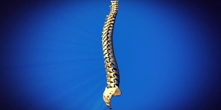 脊椎/脊柱-完全旋转