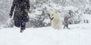 白色牧羊犬在雪中奔跑的壮观慢动作