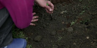 女人给新鲜种植的蓝莓添加了不同的土壤