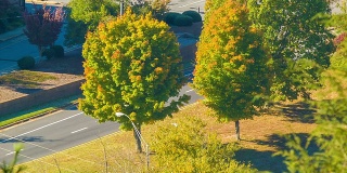 北卡罗莱纳州阿什维尔市中心，车辆经过秋天的彩色树