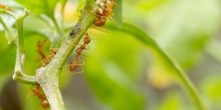 织叶蚁正在树枝上移动。