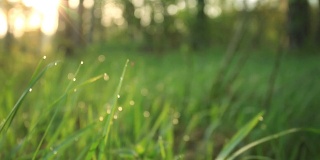在春天的早晨，小草带着露珠。慢动作