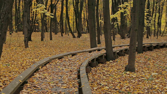 秋天公园里的木路。多莉。
