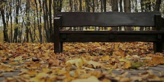 长椅上,秋天。多莉拍摄