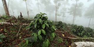 树荫下种植的有机咖啡种植园
